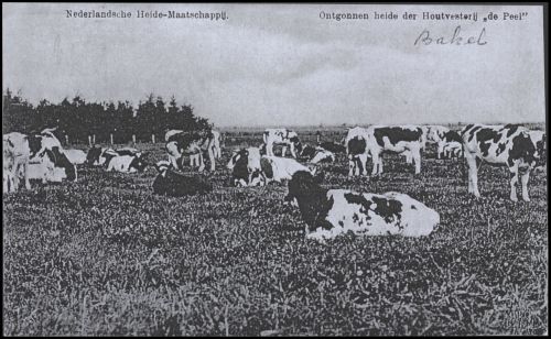 Ontgonnen land van Houtvesterij "De Peel", door Heide Maatschappij. Prentbriefkaart, uitgegeven ca. 1910 door Th. van Elten (bron: Gemeentearchief Gemert-Bakel)