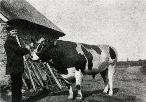 Stier, 1909 (Collectie Ton Cruijsen)