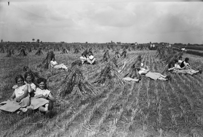 De korenbloempjes rusten in een stoppelveld, Cuijk juli 1934 (foto: Fotopersbureau Het Zuiden, collectie BHIC 1624-001274) 