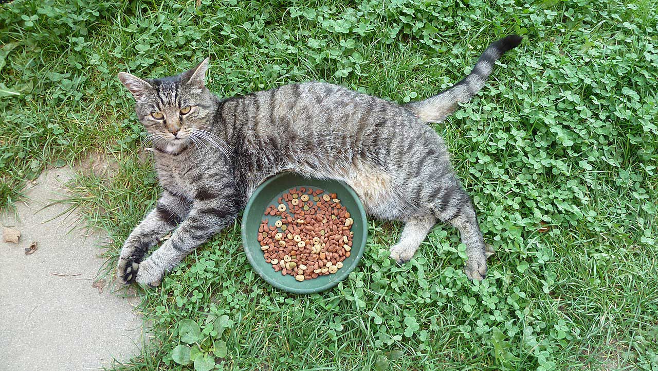 Deze kat is niet hongerig (foto: Thomas Schilling, 2020. Bron: Wikimedia Commons; CC BY-SA 4.0)