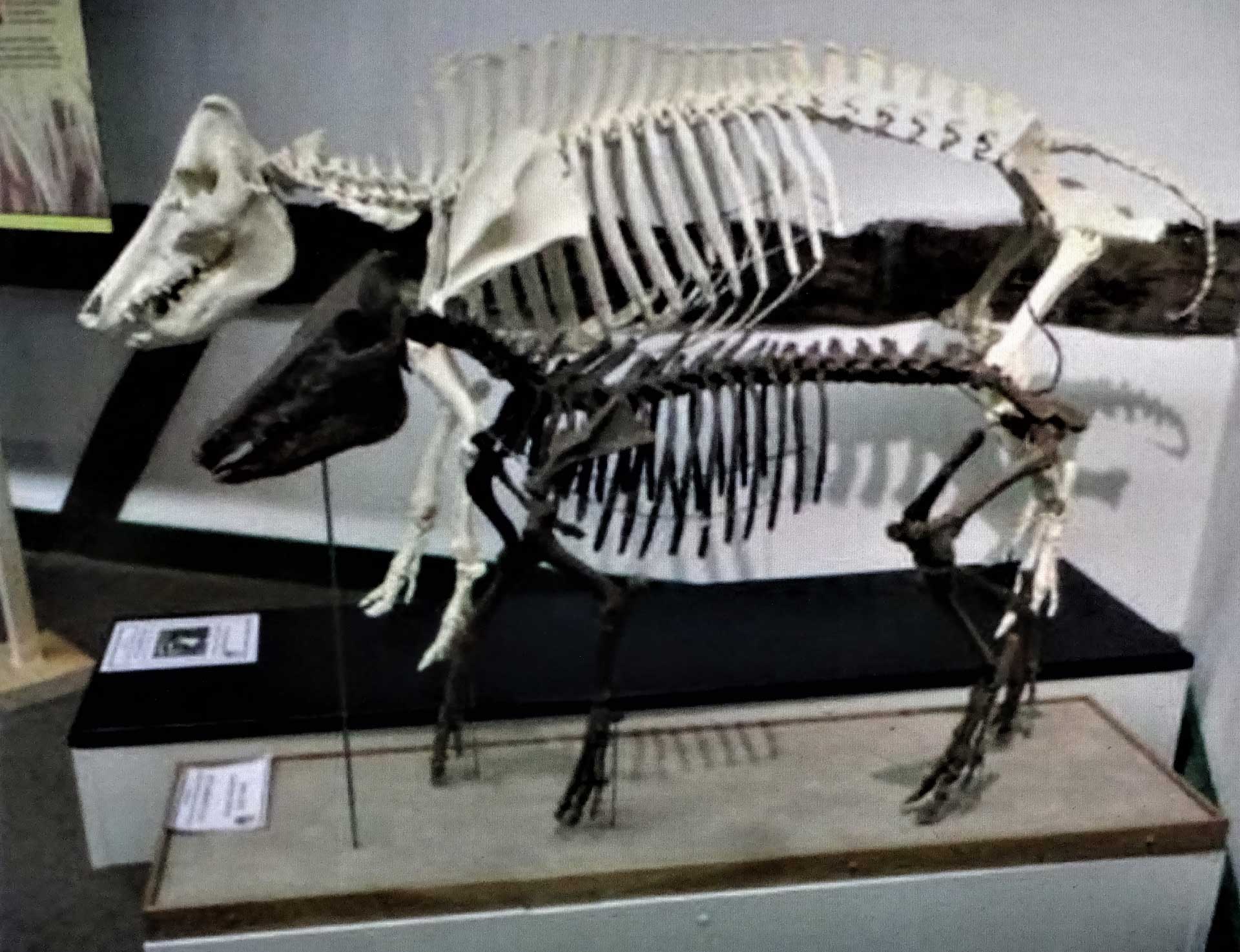 ‘Het skelet van Trees, samen met een dertiende-eeuws varken uit Eindhoven, bĳ de expositie ‘Zonder Boer Geen Voer’,  in het Boerenbondsmuseum in Gemert in maart 2014.’ Theo de Jong