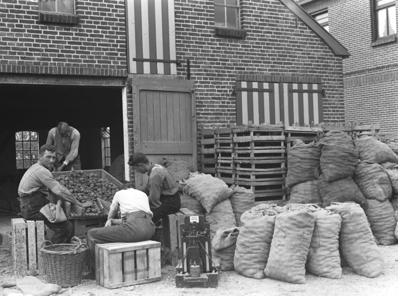 Aardappels sorteren bij de familie P. van Daal in 1938