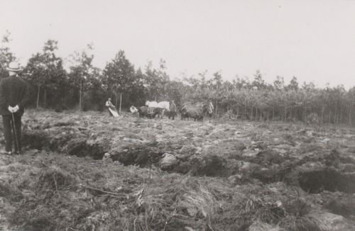 Het ontginnen van een heideveld met de paardenploeg op de Bunthorst onder Sint Anthonis. Geheel links Adam Roelvink, ca. 1915