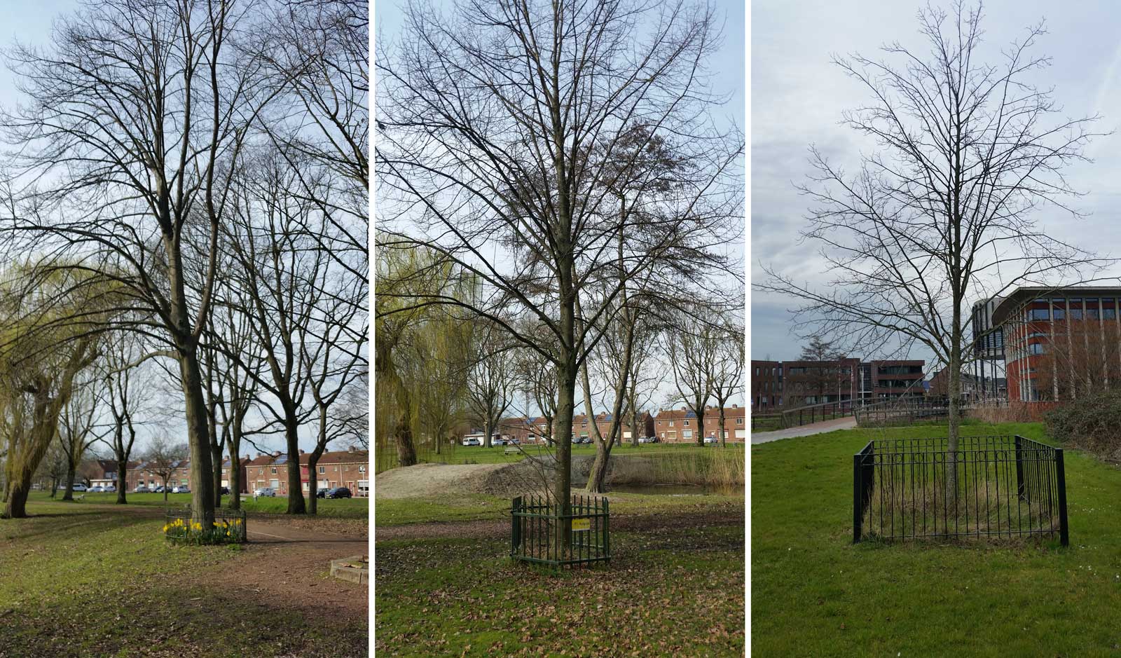De Koningsbomen in Steenbergen. De twee linkse in het park, de rechtse bij het gemeentehuis