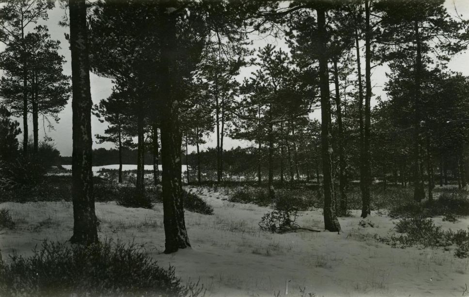 Foto: BHIC. De Udense Maashorst in de jaren ’30.